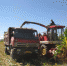 布尔津县冲乎尔镇的玉米和小麦开始收割了 - 农机网