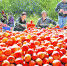 2015年10月24日，叶城县园艺场种植户将准备出口的苹果进行分级。    近年来，喀什地区将林果业发展转向提质增效，确保600万亩林果业基地既“足亩够株”又“良种质优”，打造面向国内及中亚的“喀什噶尔大果园”（本报资料片）。  □本报记者约提克尔·尼加提摄 - 农业信息网