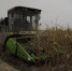 阿克陶县玉米多种收获机械齐上阵 - 农机网