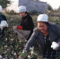 沙雅县农机工作人员以实际行动帮助群众解决实际困难 - 农机网