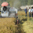 阿克陶县水稻机械收获已成为主力军 - 农机网