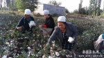 沙雅县农机工作人员以实际行动帮助群众解决实际困难 - 农机网