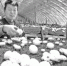 12月19日，察布查尔锡伯自治县良繁场蔬菜专业合作社社员在采摘双孢菇。目前，全场共有28座高架双孢菇棚，每棚约占1亩地，内设3层食用菌种植层，棚均收入超过8万元。  □华岩明摄 - 招商发展局
