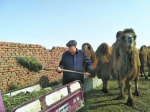 木尔扎别克在给骆驼准备饲草料。□本报记者张婷摄 - 人民网