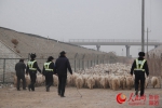 新疆：畜群转场 铁警护航 - 人民网