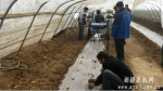 阿克苏地区举办设施农业蔬菜移栽机械作业演示会 - 农机网