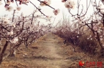 盛开的杏花。韩婷 摄 - 人民网