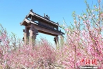 五月中旬新疆乌鲁木齐周边万亩桃园花开正艳 - 市政府