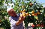 农民忙着采摘杏子。 - 人民网