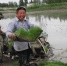 5月17日，稻农张平在搬运秧苗。华岩明 摄 - 人民网