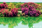 新疆博斯腾湖湿地红柳花编织夏季“醉”美画卷（图） - 人民网