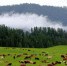 新疆那仁夏牧场：一碧千里牛羊壮 云雾缭绕山间藏 - 人民网