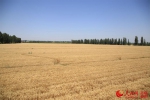 新疆昌吉州255万亩小麦开始收割（组图） - 人民网