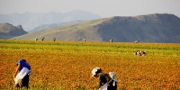 新疆裕民县15万亩红花成风景（图） - 人民网