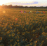 新疆克拉玛依3000亩观赏向日葵璀璨绽放(组图) - 人民网