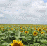 新疆福海县黄花沟万亩向日葵花盛开 十分壮观（图） - 人民网