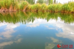新疆玛纳斯县国家湿地公园郁郁青青 沙鸥翔集（图） - 人民网