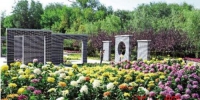 乌鲁木齐市植物园20万盆菊花开了 - 市政府