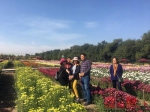 新疆农业博览园百亩菊花绽放迎客 展期至10月15日 - 市政府