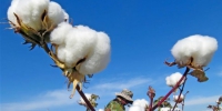#（经济）（1）新疆棉花采摘忙 - 人民网