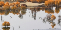 【高清组图】新疆塔河两岸大片胡杨层林尽染宛如浓重水彩画 - 市政府
