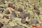 四十七团丰收的“老兵红”牌红枣。韩成玺 摄 - 人民网