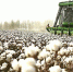 新疆棉花机采水平快速提升 - 人民网