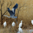 新疆博斯腾湖畔，一群白鹭在天地间跳跃。（年磊 摄） - 人民网