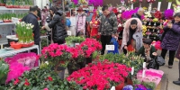 春节期间乌鲁木齐各大花卉市场开门迎客 - 市政府