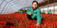 额敏县园林绿化管理处园林工人正在繁育各类花卉。（柳鹏 摄） - 人民网