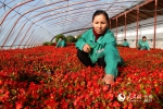 额敏县园林绿化管理处园林工人正在繁育各类花卉。（柳鹏 摄） - 人民网