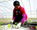 乌鲁木齐市米东区将打造5万亩绿色蔬菜种植基地 - 市政府