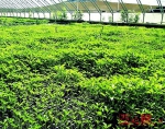 乌鲁木齐市米东区将打造5万亩绿色蔬菜种植基地 - 市政府