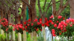 新疆托克逊县第一春城玫瑰绽放（图） - 人民网