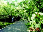 乌鲁木齐植物园十几种花争相开放 - 市政府