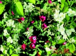 乌鲁木齐植物园十几种花争相开放 - 市政府