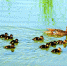 乌鲁木齐南湖市民广场人工湖首现野鸭孵雏 - 市政府