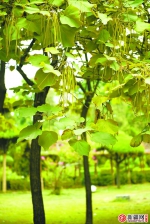 今年乌鲁木齐市绿园工程已累计栽植乔木80.77万株 带你认识身边的10种乔木 - 市政府