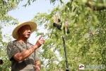 田间架起三部手机若羌县37岁农民网上直播种枣 - 中国新疆网