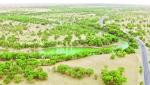新疆塔河流域1500万亩胡杨林活得“滋润” - 人民网