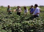 农业农村部棉花生产全程机械化专家组在喀什地区调研考察 - 农机网