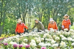 乌鲁木齐市植物园第二十二届菊花展将开幕 - 市政府