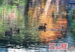 乌市水磨沟公园生态环境改善引来野鸭“安家” - 市政府