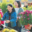 植物园赠菊活动昨日启动 市民排队领花热情高 - 市政府