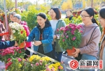 植物园赠菊活动昨日启动 市民排队领花热情高 - 市政府