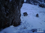 （图文互动）（1）新疆：天山冬季雪豹调查取得阶段性成果 - 中国新疆网