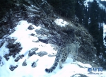 （图文互动）（3）新疆：天山冬季雪豹调查取得阶段性成果 - 中国新疆网