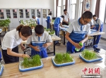 6月15日，新疆喀什市东城第三初级中学，老师指导生物兴趣社团的学生们在实验室里观察植物的生长情况。 中新社记者 刘新 摄 - 中国新疆网