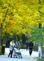 乌鲁木齐的秋天美得不像话 - 市政府