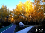 新疆赏秋好去处，阿勒泰市桦林公园美如画 - 市政府